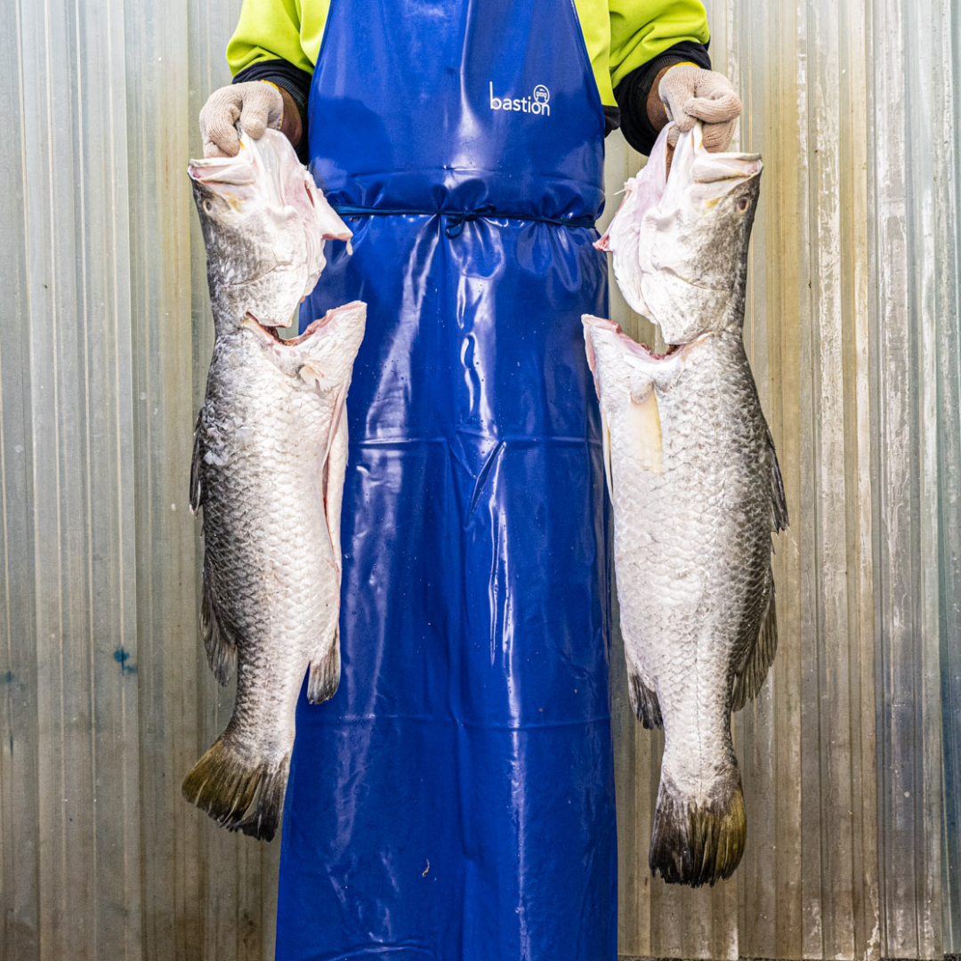 Barramundi per Kg