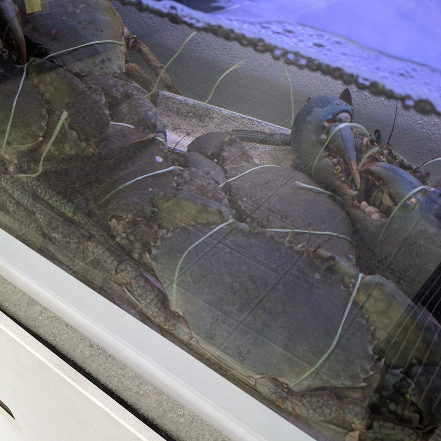 Fresh Mud Crabs