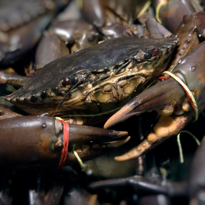 Fresh Mud Crabs